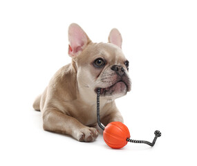 Adorable French bulldog dog with pet toy on white background
