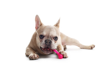 Adorable French bulldog dog with pet toy on white background