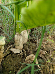 Close up shoot of white radish growing on field.