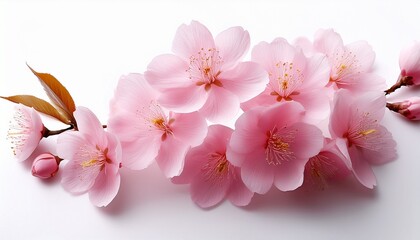 close up pink cherry blossom flower spring bloom sakura floral nature photo on white background