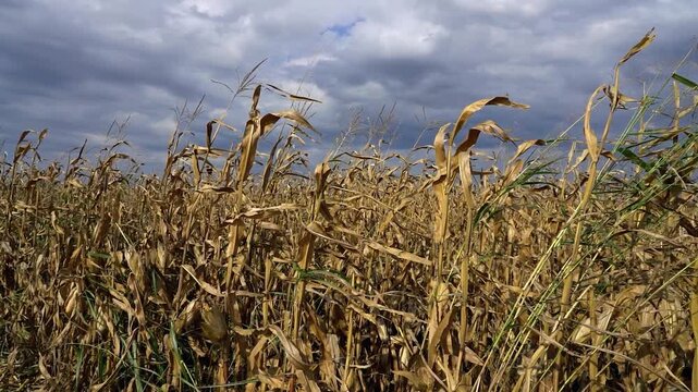 Effects of Drought and Heat on Corn Plants - Slow Motion Panning Shot. Scene shows the beauty of a cornfield under an overcast sky, focusing on dry, damaged stalks lightened with autumn sunlight.