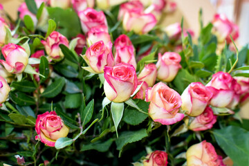 Fresh bouquet of pink rosebuds with green leaves