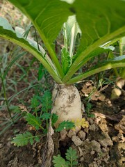Close up shoot of white radish growing on field.