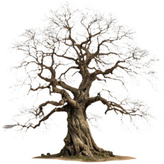 Fototapeta premium Ancient Bare Tree with Gnarled Brown Trunk and Leafless Branches, Isolated on a Pure White Background
