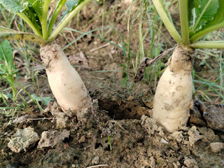 Close up shoot of white radish growing on field.