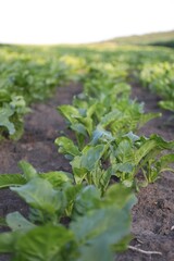 Beetroot with green leaves growing in soil outdoors, closeup