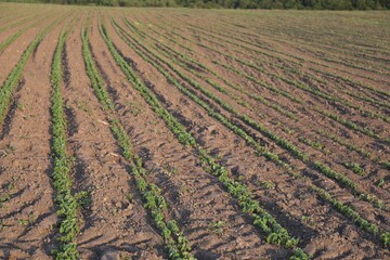 Soybean with green leaves growing in field