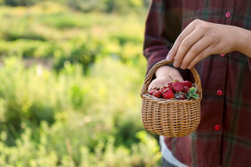 Woman holding basket with fresh strawberries outdoors, closeup. Space for text