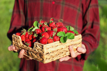 Woman holding basket with fresh strawberries outdoors, closeup