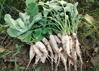 Close up shoot of white radish growing on field.