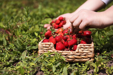 Woman picking ripe strawberries and putting them into basket, closeup