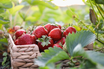 Fresh red strawberries in wicker basket outdoors, closeup