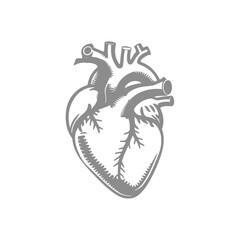 Illustration of a Human Heart