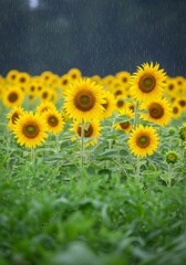Obraz premium Sunflowers Under Summer Rain - A field of sunflowers bathed in gentle rain, symbolizing resilience, growth, hope, nature's beauty, and tranquility