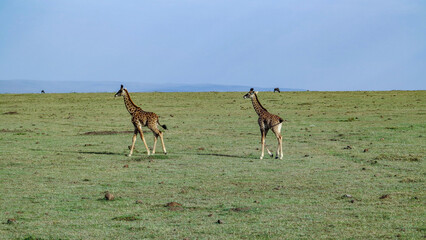giraffe in Masai Mara National Park.