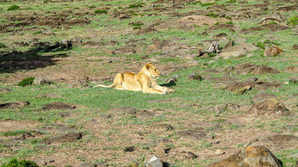 lion resting in Masai Mara National Park