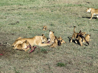 lions in Masai Mara National Park
