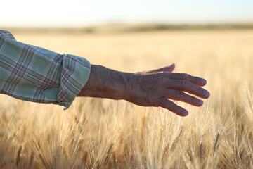 Senior man touching spikelets of ripe wheat in field outdoors, closeup