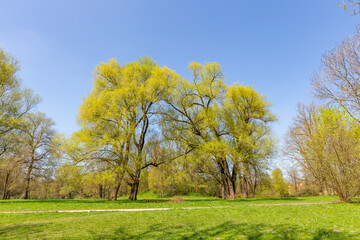 sccenic nature in Munich english garden and blooming trees