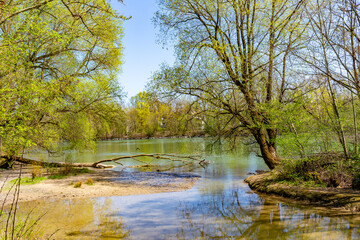 sccenic nature in Munich english garden and blooming trees