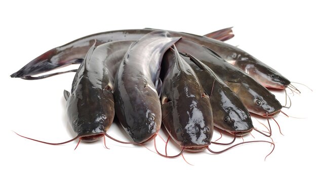 Fresh catfish heap