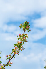 apple branches with white and pink flowers