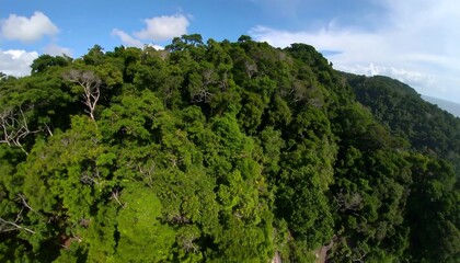 Lush Canopy of a Verdant Forest Hillside on a Sunny Day with Scattered Clouds