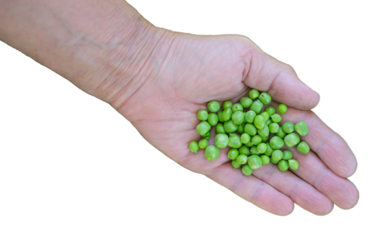Fresh green peas in a human hand, isolated. Organic farming and healthy food.