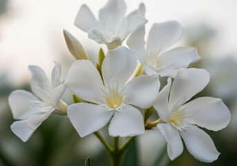 Obraz premium Delicate White Flowers Bloom - Close-up of several pristine white flowers, showcasing their delicate petals and soft texture. A serene and peaceful