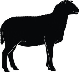 Silhouette of woolly sheep standing on four legs, jagged fleece outline detail, cad drawing flat vector illustration, farm animal concept