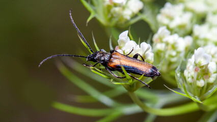 bug on a flower