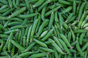 Green color palette background of pea pods. Sunshadow. Top view.