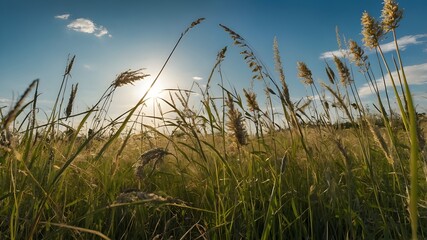 Obraz premium Close-up of tall grass and wildflowers swaying in a sunny field.