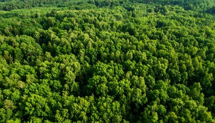 Dense forest canopy from above