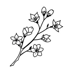 delicate pink blossom branch spring floral