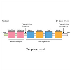 Gene Structure Promoter Region, Transcription Unit, and Template Strand