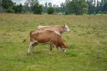 Obraz premium Two cows grazing in a green grassy field on a summer day, with trees and forest in the background under a partly cloudy sky.
