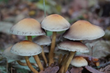 mushroom in the forest in the Netherlands
