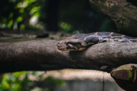 A reticulated python rests on a branch, its scales detailed against a blurred Indian jungle backdrop.  Close-up composition emphasizes texture.