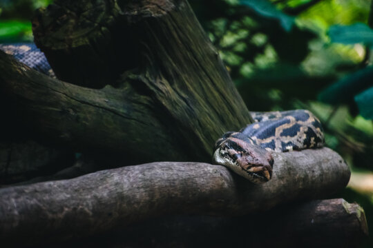 Reticulated python resting on dark wood logs in a lush Indian jungle setting. Close-up composition emphasizes textures.
