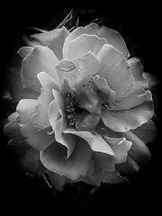 Rose in der Mitte schwarz weiß monochrom mit Platz für Text