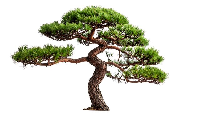 Bonsai pine tree, meticulously crafted