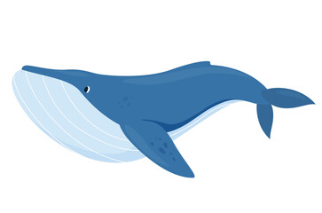 Cartoon illustration of a graceful swimming blue whale, on a white background, highlighting its basic anatomical marine features