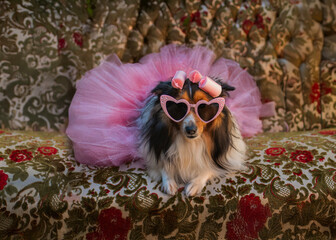 A stylish Shetland Sheepdog (Sheltie) poses with attitude in a punk-inspired pink dress and playful hair curlers. 