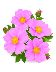 Bouquet of vibrant pink flowers