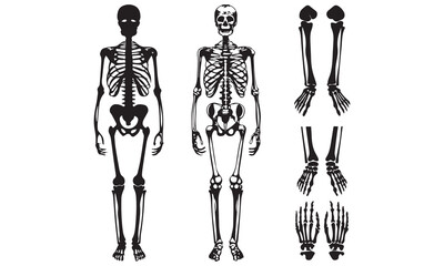 Skeleton Clipart Bundle – Human Anatomy, Smoking Skulls & Artistic Bone Illustrations