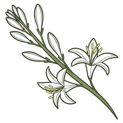 black and white flowers