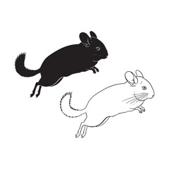 Agile Form Depicted - Chinchilla Features Render - Bold Silhouette and Intricate Lineart Set - Chinchilla silhouette - Chinchilla lineart - Chinchilla vector - vector set of Chinchilla


