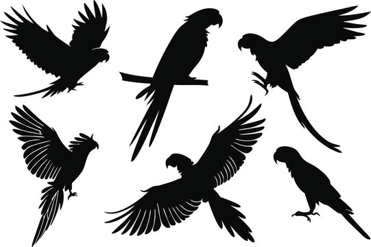 Collection of diverse parrot silhouettes for design projects
