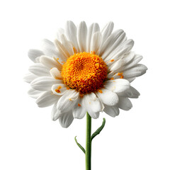 Naklejka premium Handmade infant booties crafted from pastel yarn with soft cuffs, flat lay composition, isolated on transparent background